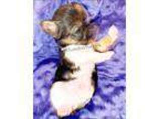 Yorkshire Terrier Puppy for sale in Gaithersburg, MD, USA