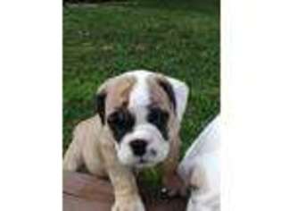 Bulldog Puppy for sale in Potomac, MD, USA