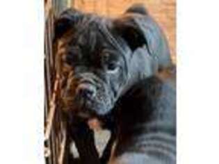 Olde English Bulldogge Puppy for sale in Corvallis, OR, USA