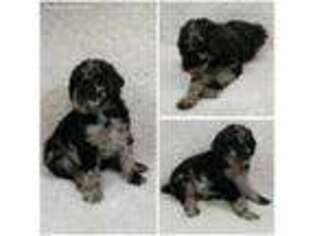 Mutt Puppy for sale in Englewood, OH, USA