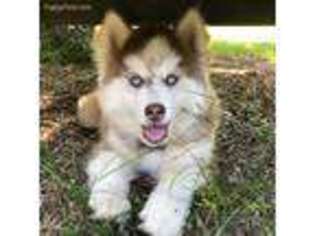 Siberian Husky Puppy for sale in Indian Trail, NC, USA