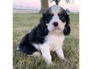 Cavalier King Charles Spaniel Puppy for sale in Arthur, IL, USA