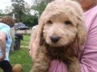 Goldendoodle Puppy for sale in Fox River Grove, IL, USA