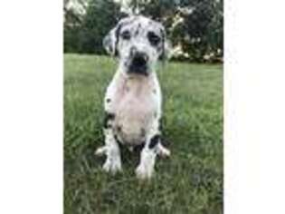 Great Dane Puppy for sale in Edmonton, KY, USA