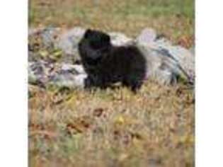 Pomeranian Puppy for sale in Lyndon, KS, USA