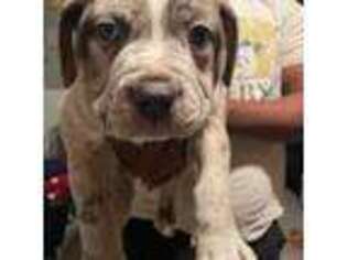 Mutt Puppy for sale in North Charleston, SC, USA