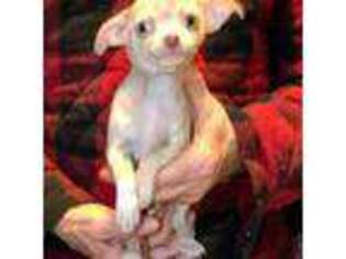 Chihuahua Puppy for sale in Germantown, OH, USA