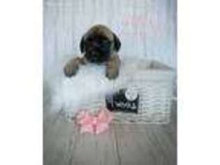 Mastiff Puppy for sale in Andover, NH, USA