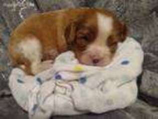 Cavalier King Charles Spaniel Puppy for sale in Oley, PA, USA