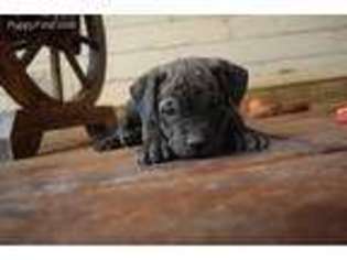 Cane Corso Puppy for sale in Susanville, CA, USA