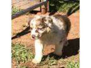 Australian Shepherd Puppy for sale in Monroe, GA, USA