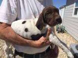 German Shorthaired Pointer Puppy for sale in Eagle, ID, USA