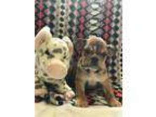 Bulldog Puppy for sale in Montoursville, PA, USA