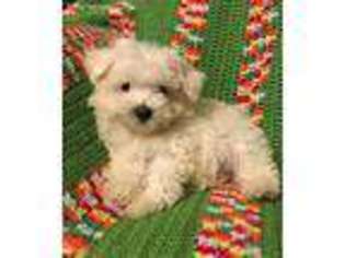 Maltese Puppy for sale in Depew, OK, USA