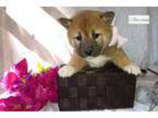 Shiba Inu Puppy for sale in South Bend, IN, USA