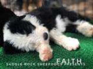 Old English Sheepdog Puppy for sale in Yakima, WA, USA