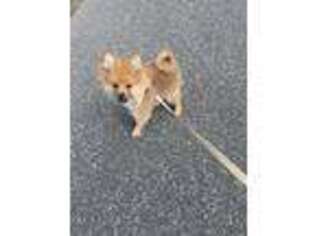 Pomeranian Puppy for sale in Brentwood, NY, USA