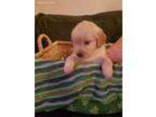 Golden Retriever Puppy for sale in Burkburnett, TX, USA