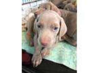 Weimaraner Puppy for sale in Howard City, MI, USA