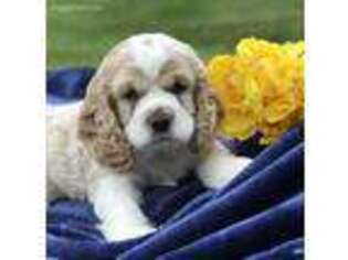 Cocker Spaniel Puppy for sale in Beach City, OH, USA