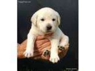 Labrador Retriever Puppy for sale in Lynchburg, TN, USA