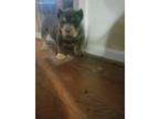 Mutt Puppy for sale in Knightdale, NC, USA