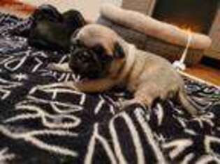 Pug Puppy for sale in Martins Ferry, OH, USA