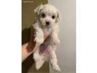 Maltese Puppy for sale in Indianapolis, IN, USA