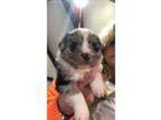 Miniature Australian Shepherd Puppy for sale in Purdy, MO, USA