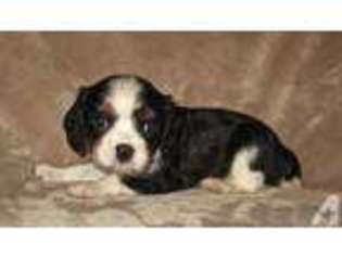 Cavalier King Charles Spaniel Puppy for sale in DURHAM, CA, USA