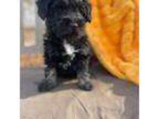 Schnoodle (Standard) Puppy for sale in Archbold, OH, USA
