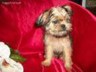 Brittany Puppy for sale in Poplarville, MS, USA