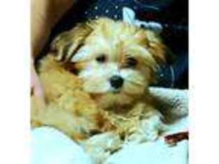 Havanese Puppy for sale in Albert Lea, MN, USA