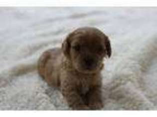 Cavapoo Puppy for sale in Columbus, NC, USA