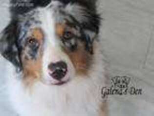 Miniature Australian Shepherd Puppy for sale in West Plains, MO, USA