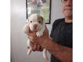 Olde English Bulldogge Puppy for sale in Spartanburg, SC, USA