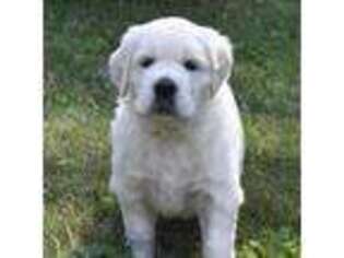 Mutt Puppy for sale in Hubertus, WI, USA