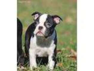 Boston Terrier Puppy for sale in Muskegon, MI, USA