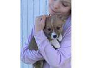 Pembroke Welsh Corgi Puppy for sale in Odin, IL, USA