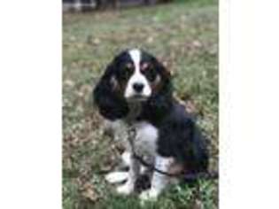 Cavalier King Charles Spaniel Puppy for sale in Durham, NC, USA