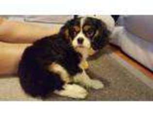 Cavalier King Charles Spaniel Puppy for sale in East Peoria, IL, USA