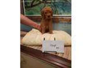 Goldendoodle Puppy for sale in Jensen Beach, FL, USA