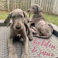 Great Dane Puppy for sale in Charleston, SC, USA