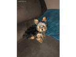 Yorkshire Terrier Puppy for sale in Matteson, IL, USA