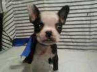 Boston Terrier Puppy for sale in Grand Forks, ND, USA