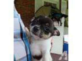 Chihuahua Puppy for sale in CLAYSVILLE, PA, USA