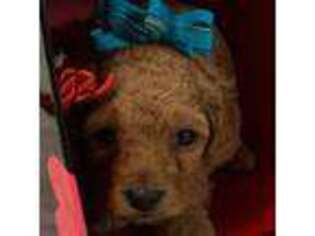 Mutt Puppy for sale in Kannapolis, NC, USA
