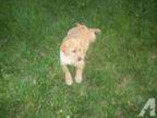 Labrador Retriever Puppy for sale in SEBEKA, MN, USA