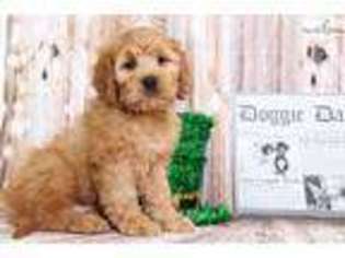 Goldendoodle Puppy for sale in Baltimore, MD, USA