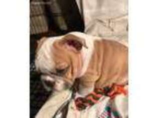 Bulldog Puppy for sale in Wethersfield, CT, USA